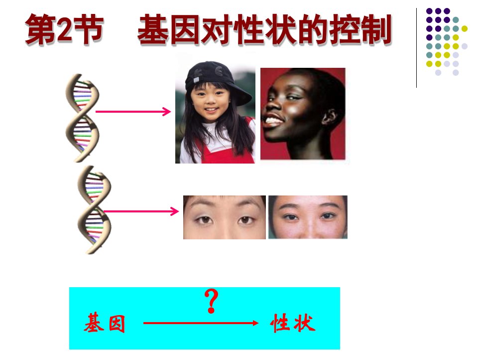 基因对性状的控制上