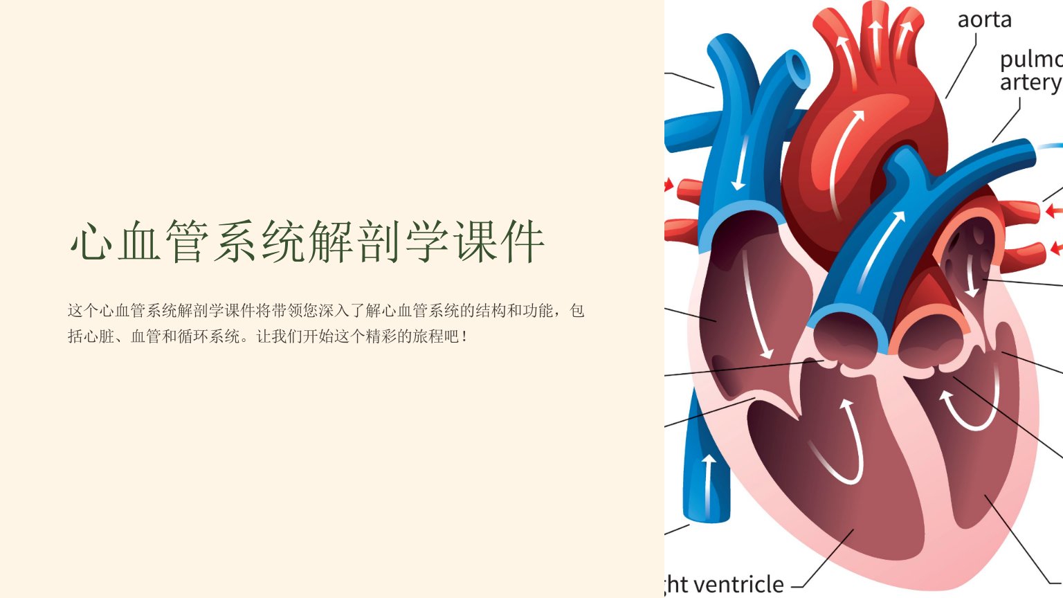 心血管系统解剖学课件