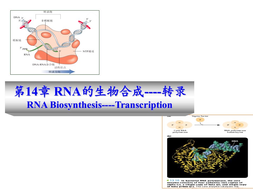 生物科技-RNA的生物合成转录PowerPointPres