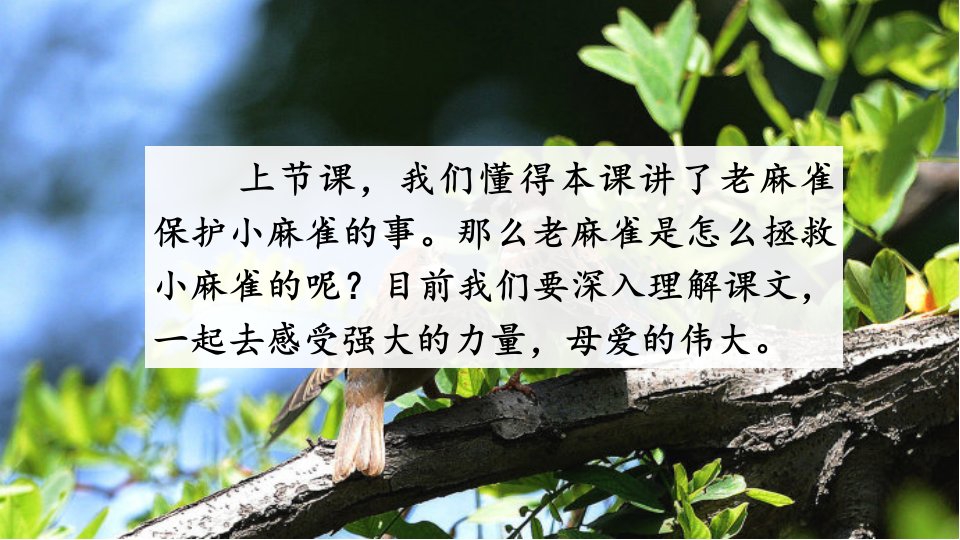 部编版语文四年级上册麻雀优教课件第二课时市公开课一等奖市赛课获奖课件