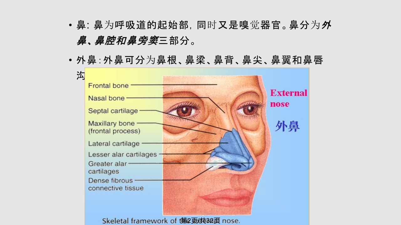 运动解剖学18呼吸系统泌尿系统