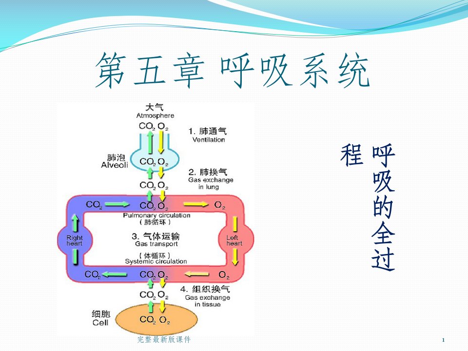 呼吸系统ppt课件