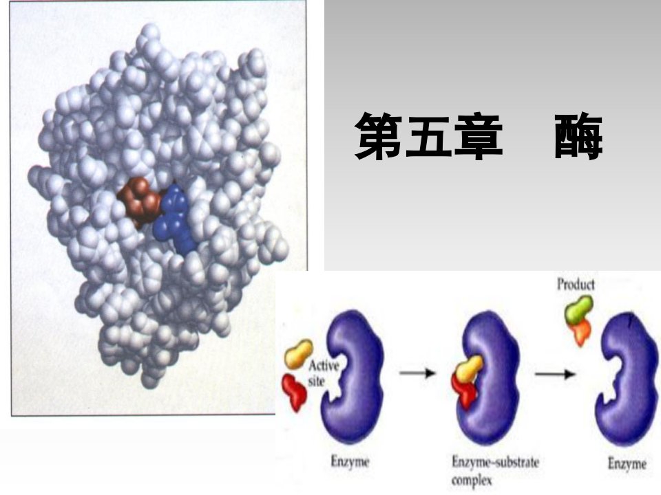 食品生物化学第5章酶