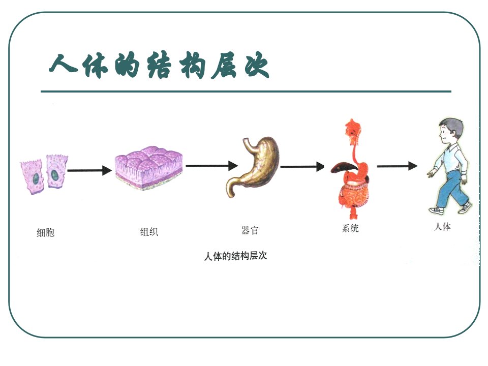 人体八大系统运动系统