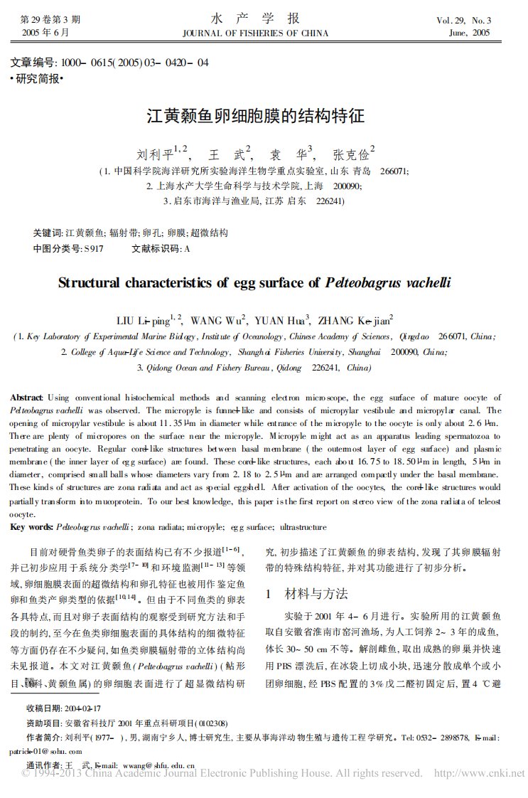 江黄颡鱼卵细胞膜的结构特征