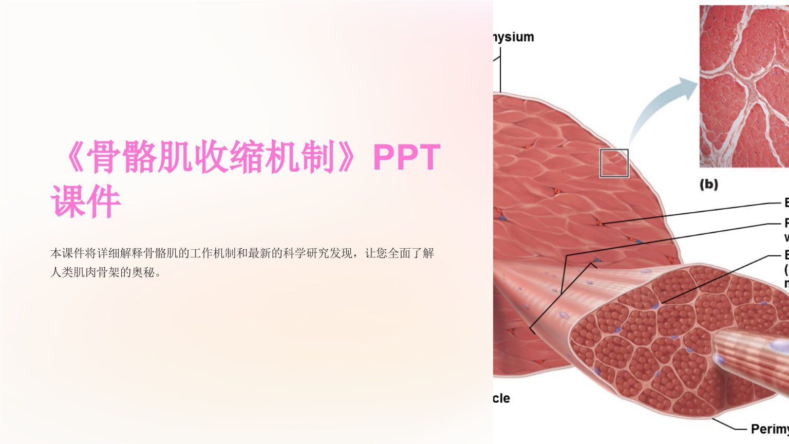 《骨骼肌收缩机制》课件