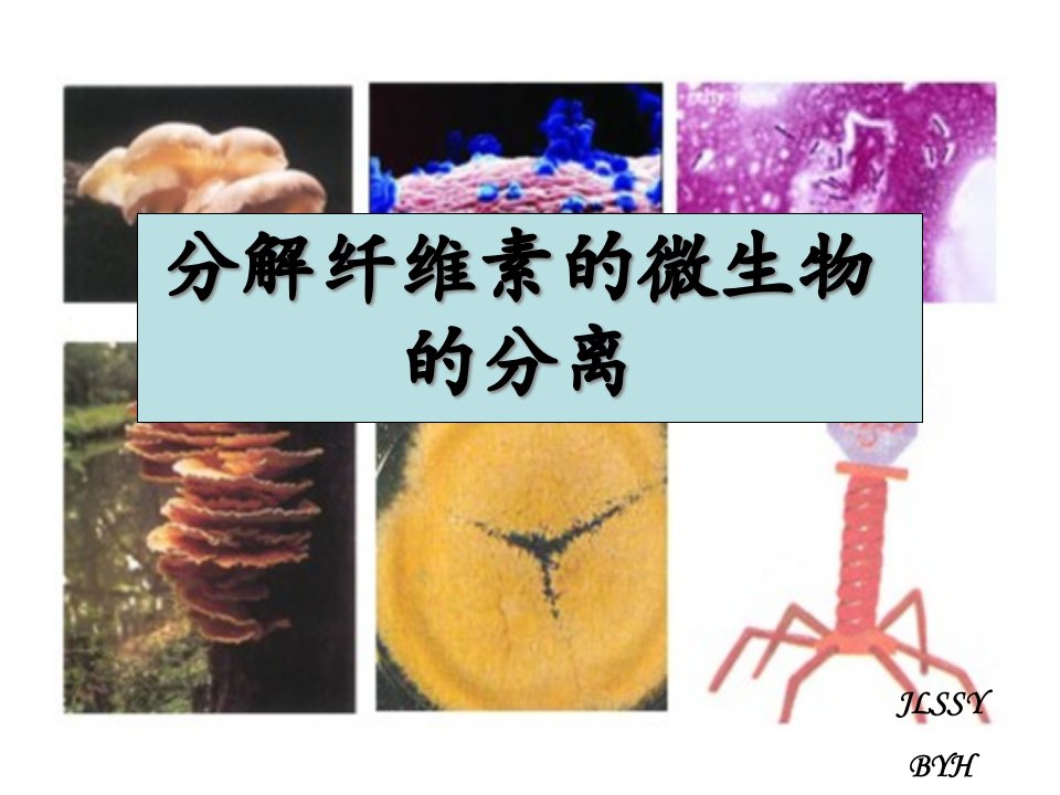 分解纤维素的微生物的分离