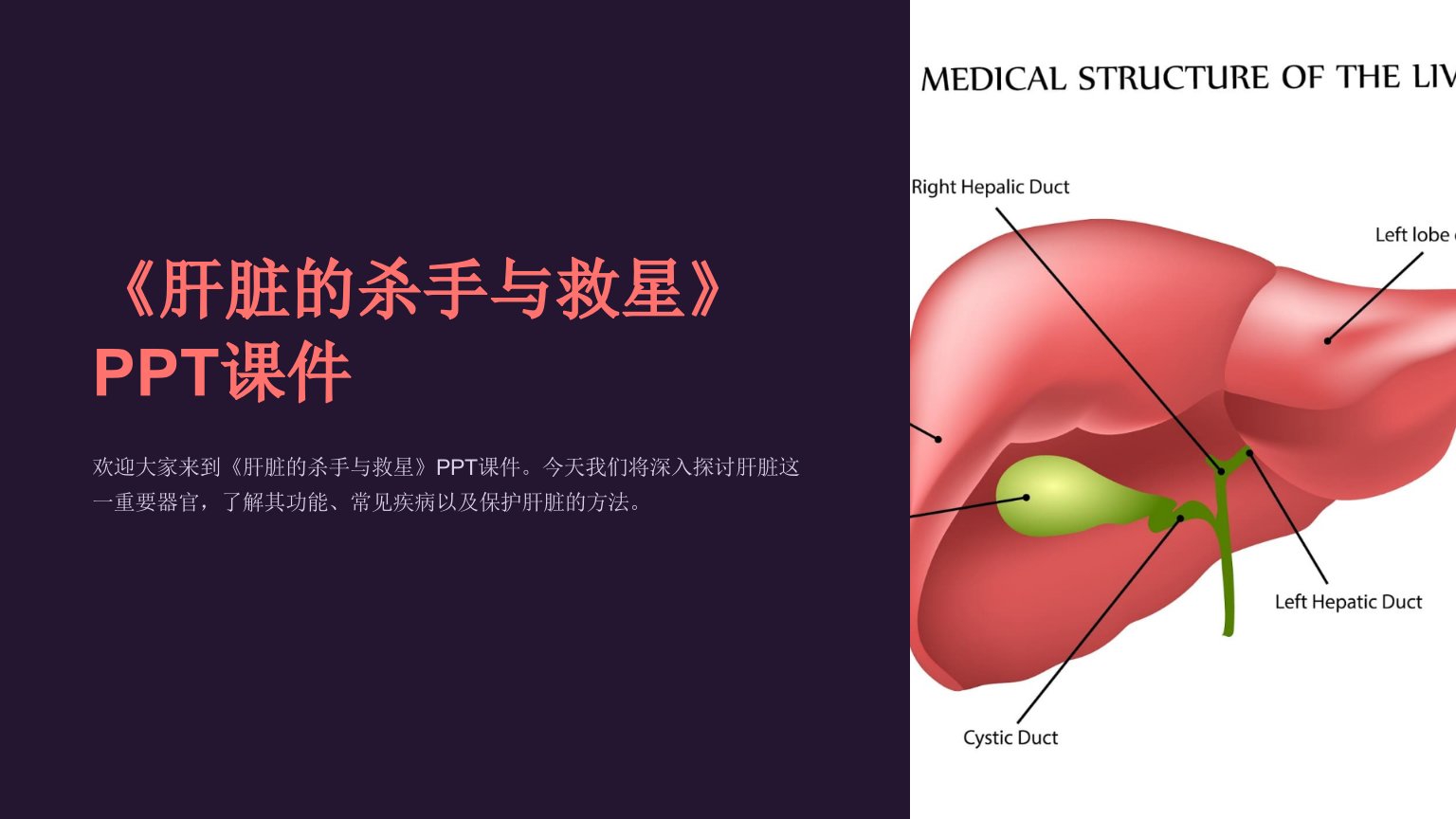 《肝脏的杀手与救星》课件