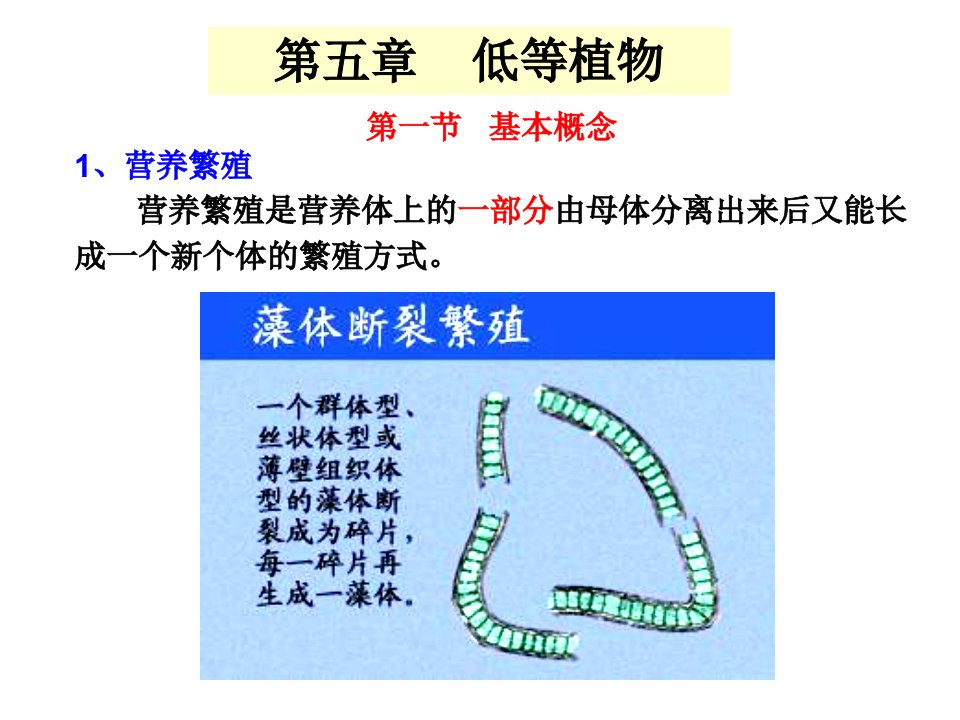 药用植物学课件-低等植物