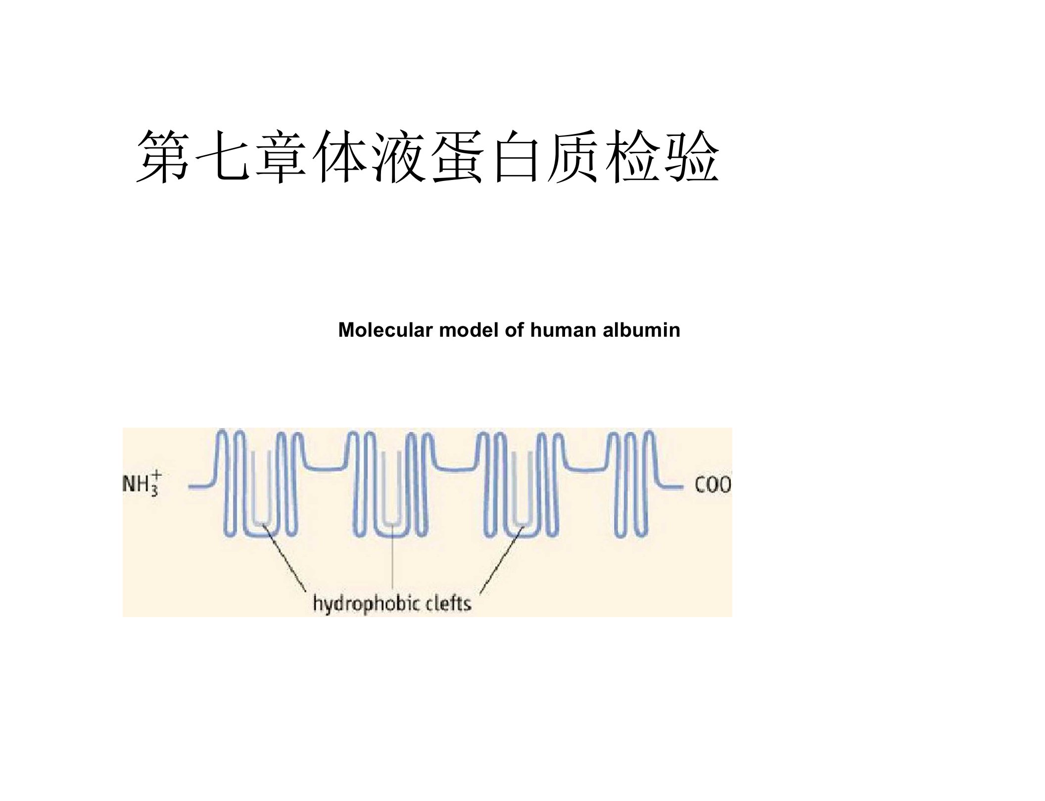 第七章体液蛋白质检验