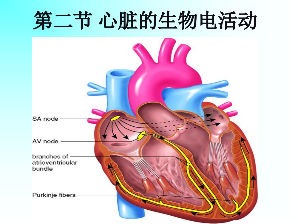 血液循环生物电2ppt课件