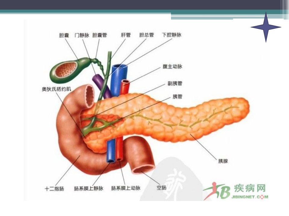 医学课件急性肾功能衰竭护理查房