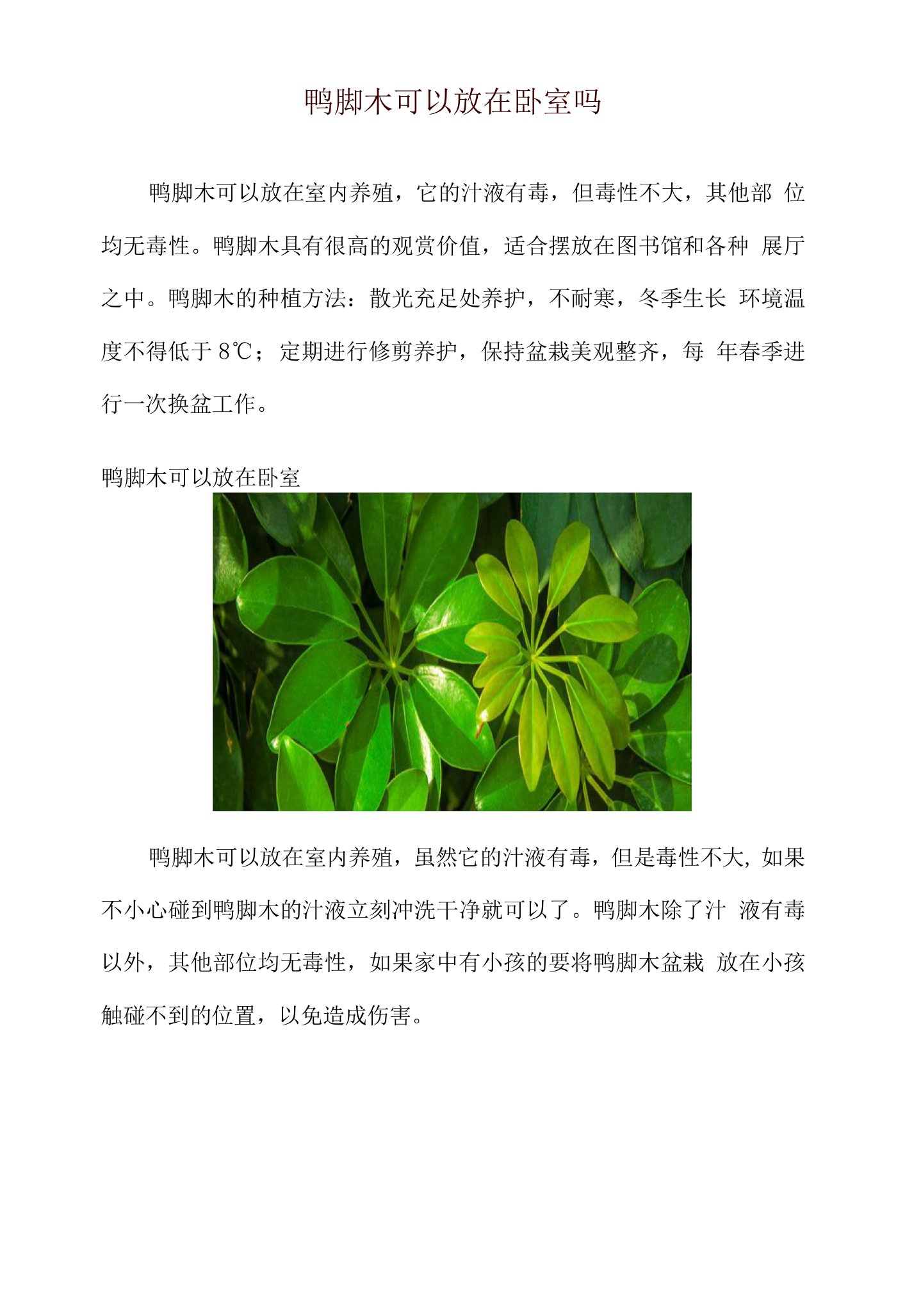 鸭脚木可以放在卧室吗