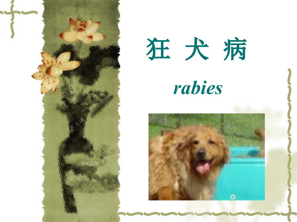 2狂犬病PPT课件