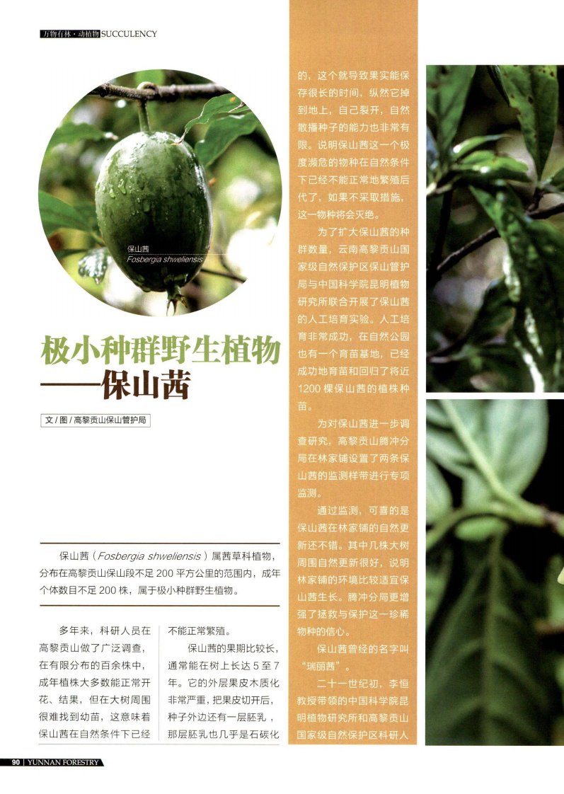 极小种群野生植物——保山茜