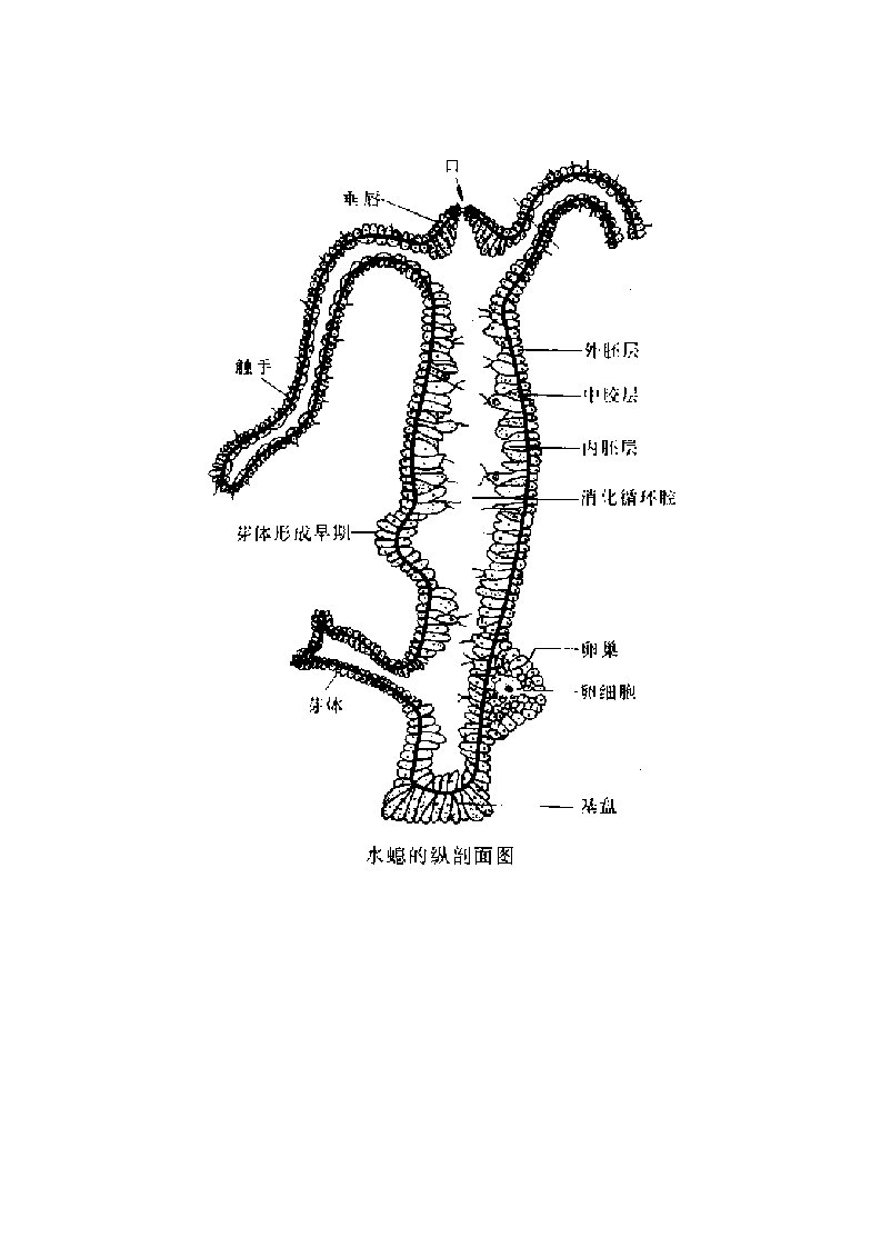 动物学图片