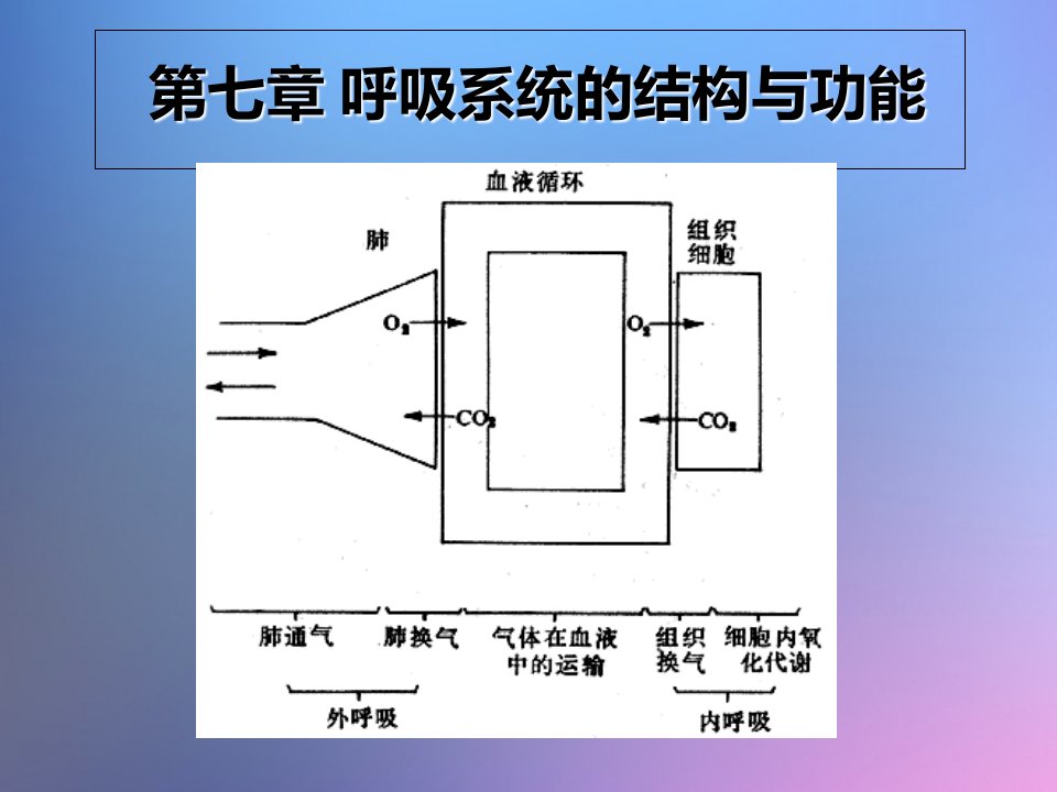 呼吸系统的结构与功能