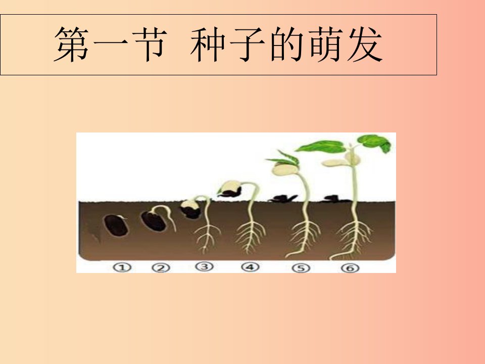 2019年七年级生物上册3.2.1种子的萌发课件