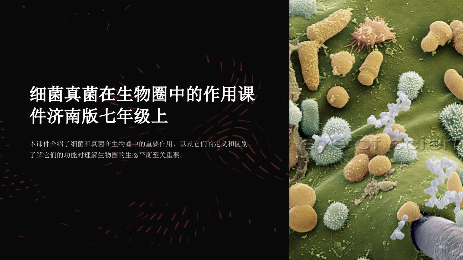 细菌真菌在生物圈中的作用课件济南版七年级上