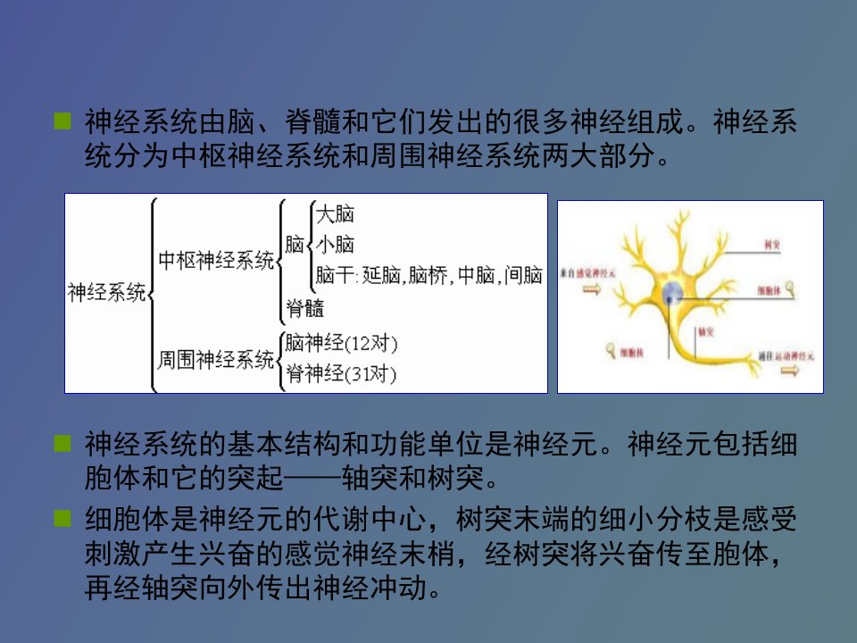 周围神经系统药物