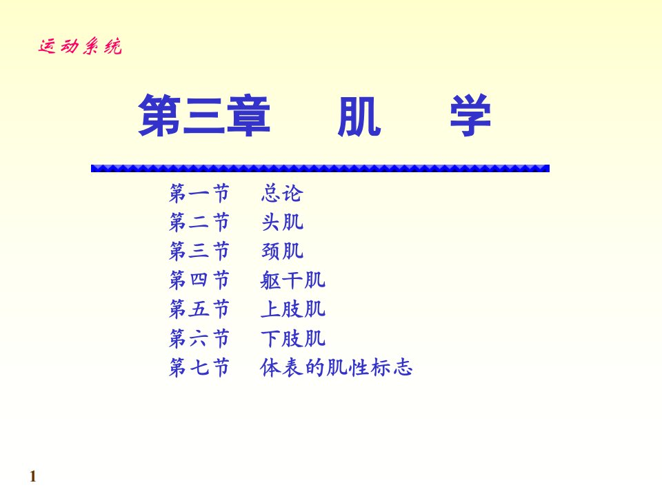 人体系统解剖教程4-运动系统-肌学