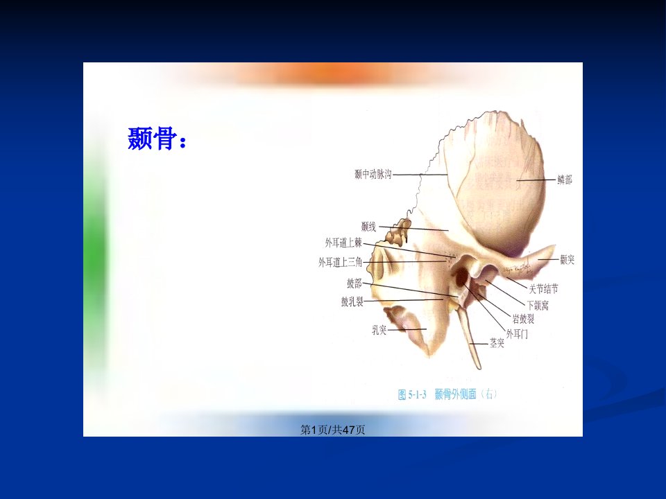 应用解剖及生理学