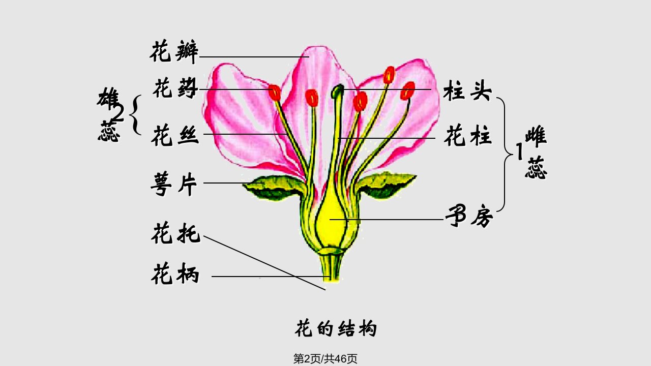 八年级生物下册植物的生殖