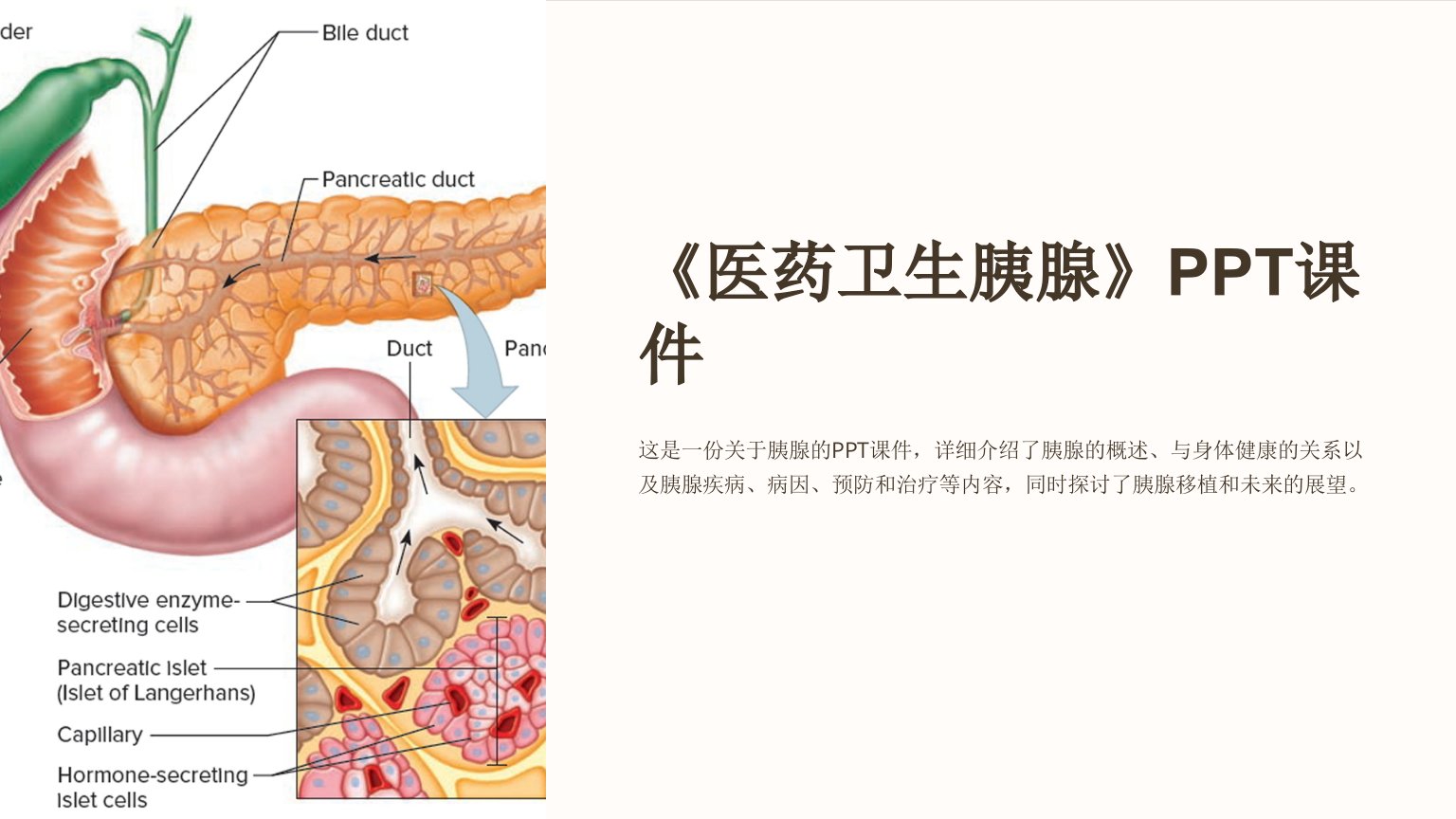 《医药卫生胰腺》课件