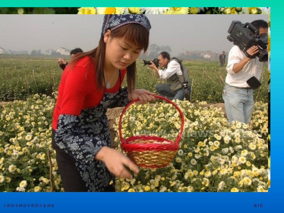 大班科学神奇中草药课件PPT