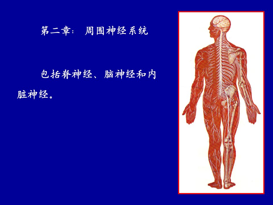 第9讲：周围神经、中枢神经脊髓