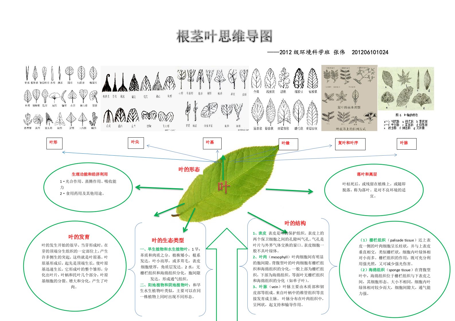 植物学根茎叶结构思维导图