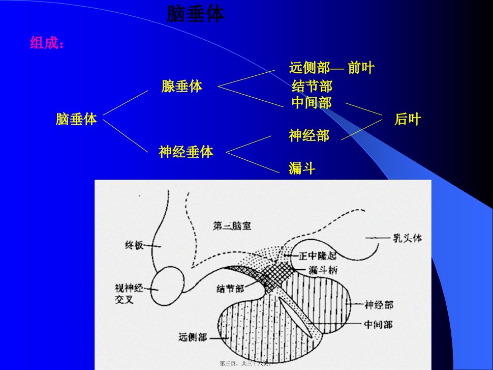 垂体性腺轴