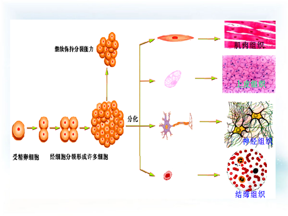 多细胞生物体的结构层次1