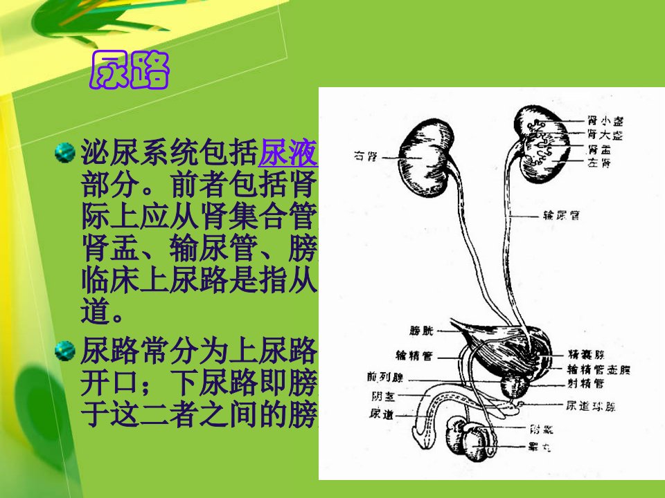 泌尿系梗阻及肾积水