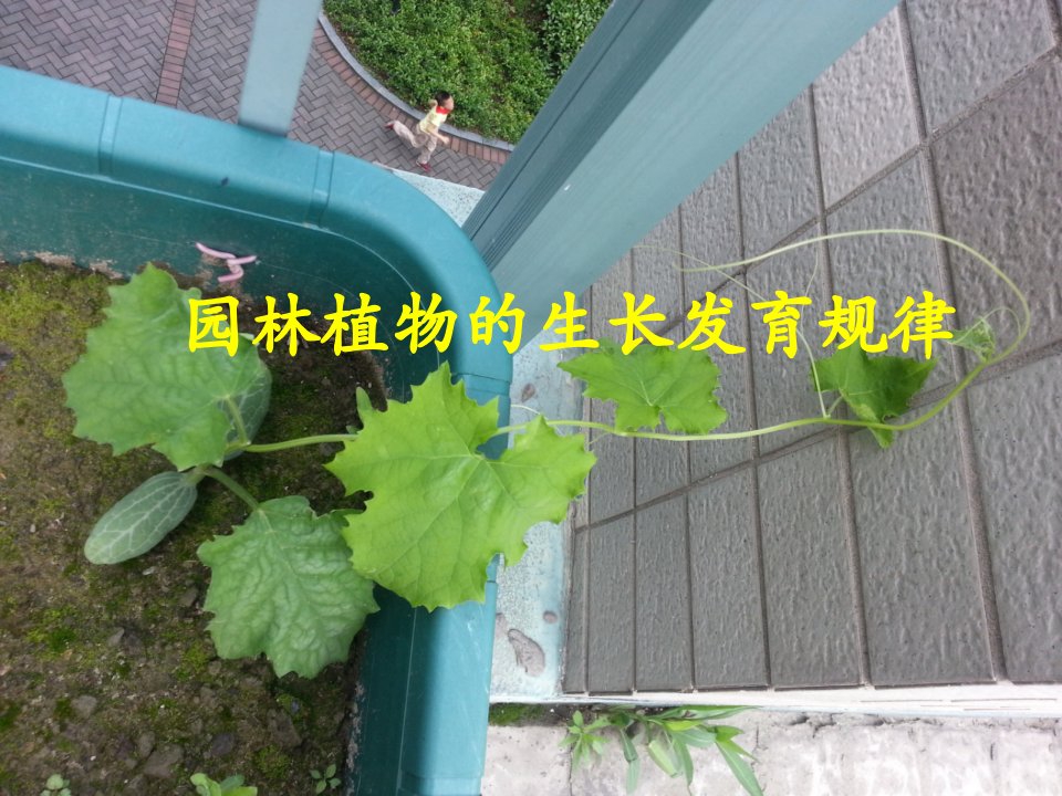 园林植物栽培与养护—园林植物的生长发育规律ppt总结