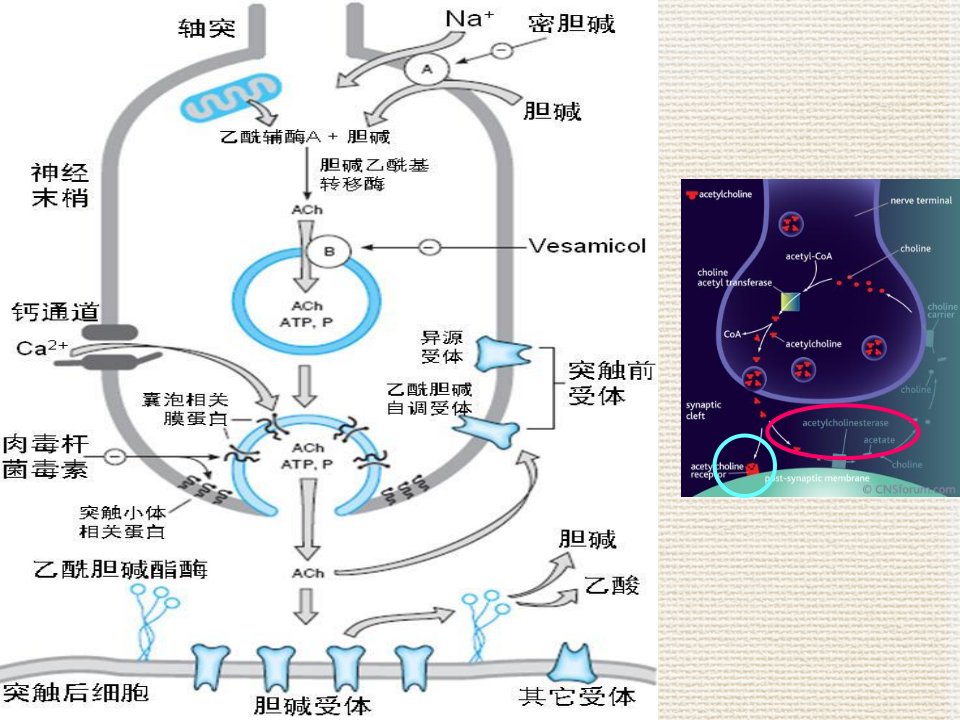 药理胆碱受体激动药抗胆碱酯酶药专题