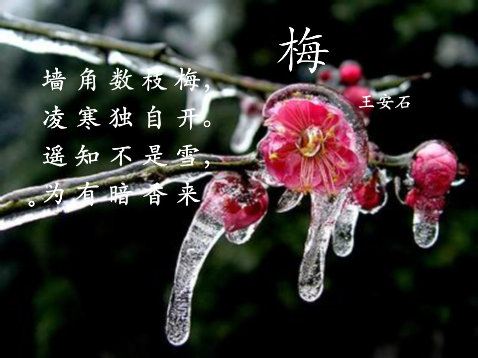 苏少版音乐四上第八单元《踏雪寻梅》ppt课件2