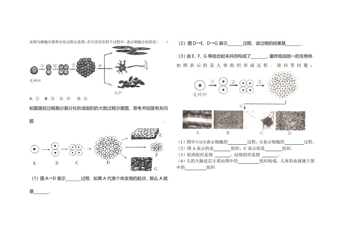 如图为细胞分裂和分化过程示意图