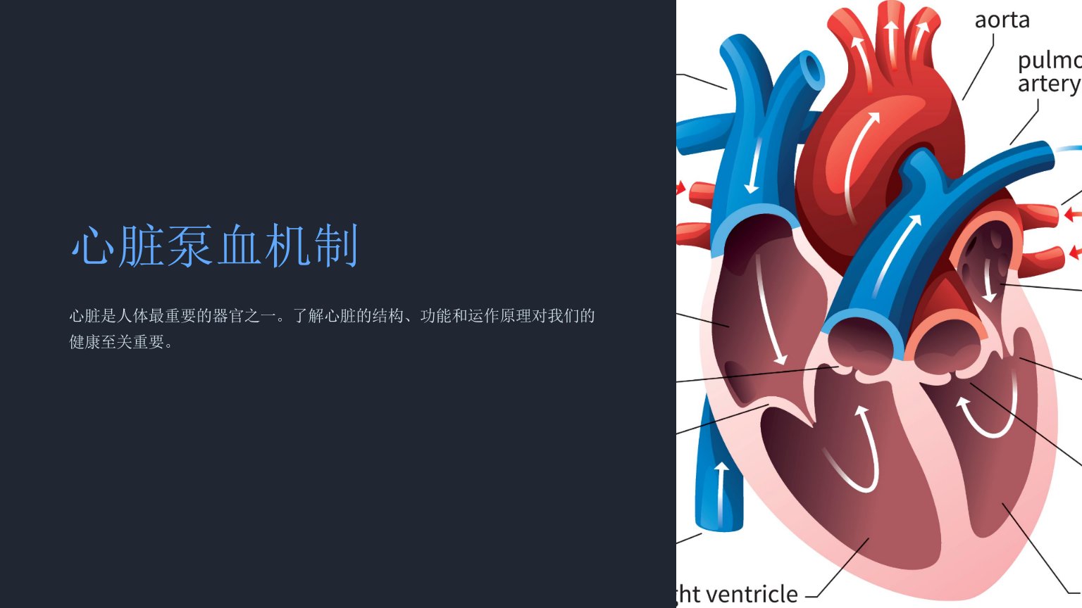 《心脏泵血机制》课件