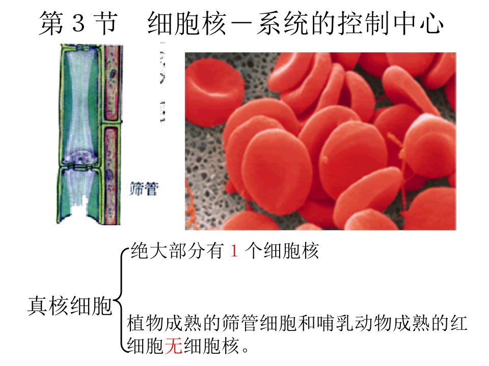 33细胞核系统的控制中心课件4新人教必修1