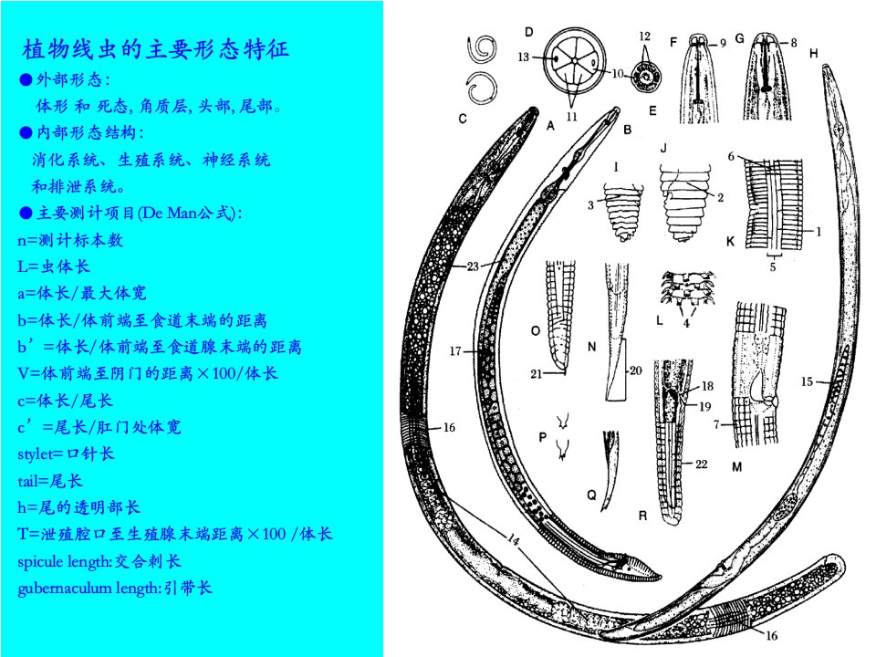 医学专题普病植物病原线虫复习用