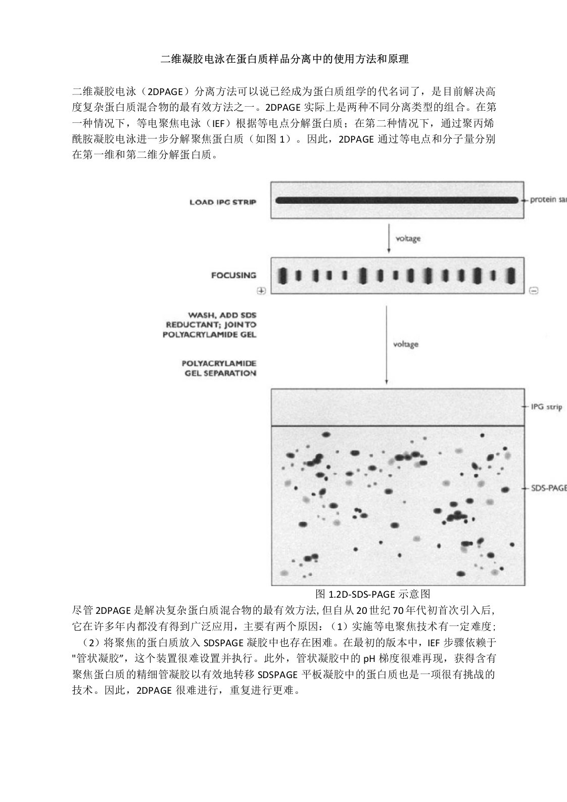 二维凝胶电泳在蛋白质样品分离中的使用方法和原理