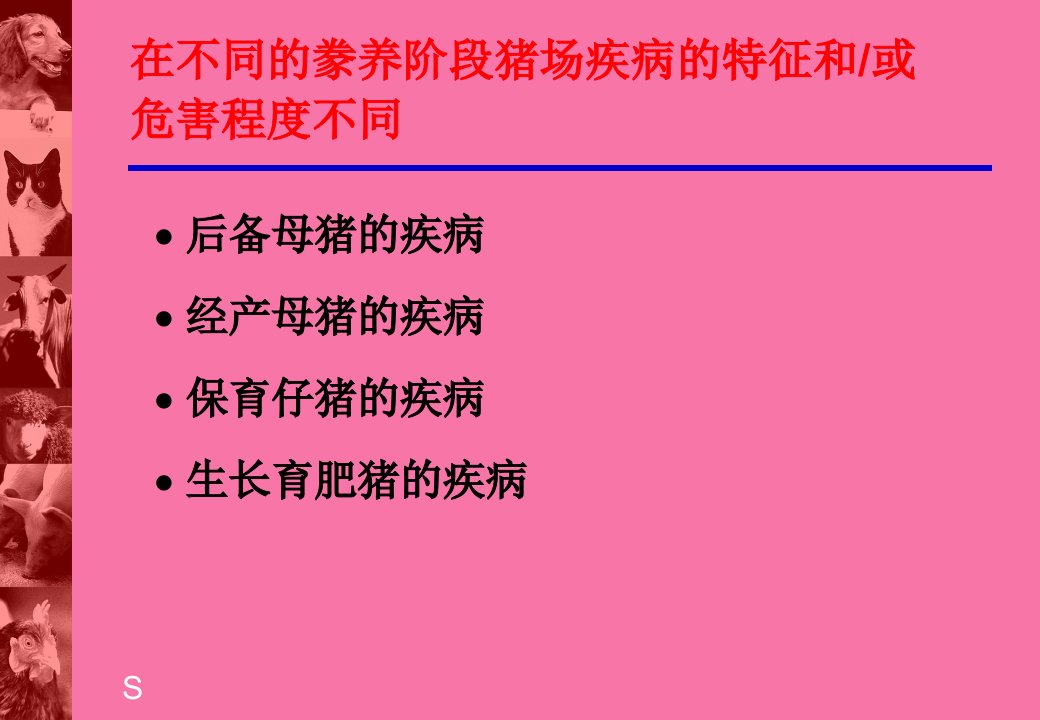 后备母猪的管理程序ppt课件