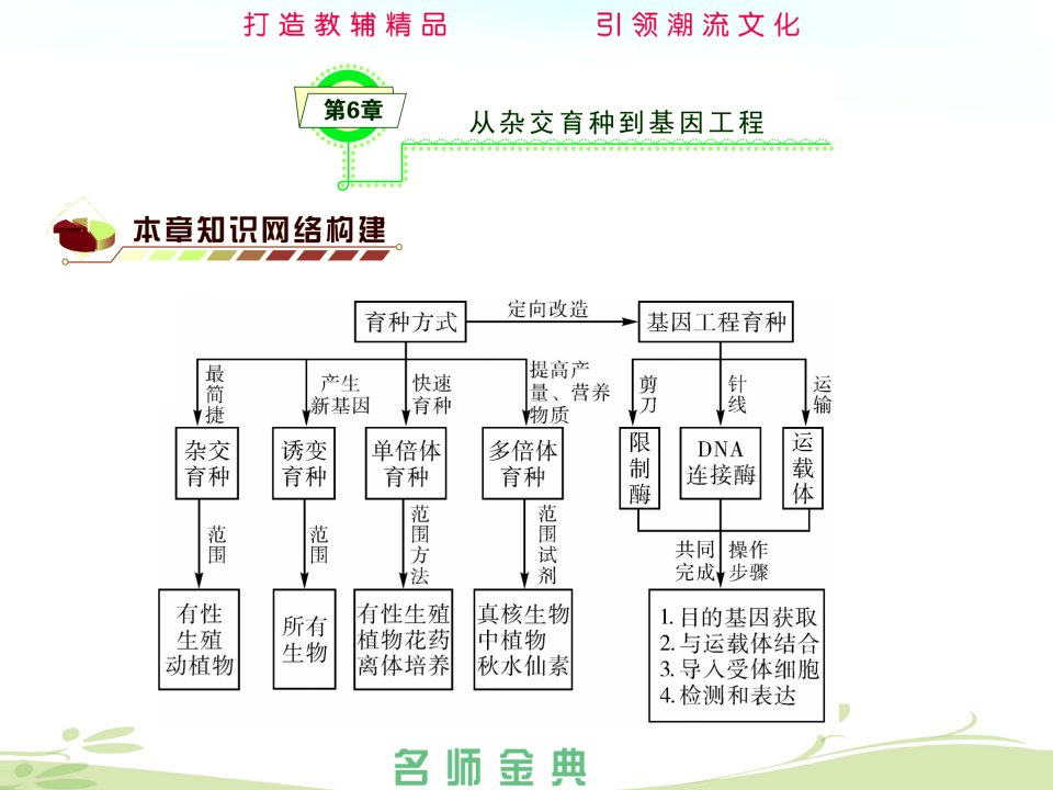 第6章从杂交育种到基因工程