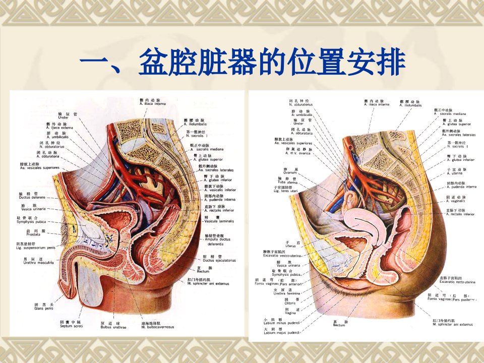 盆腔脏器和会阴ppt课件