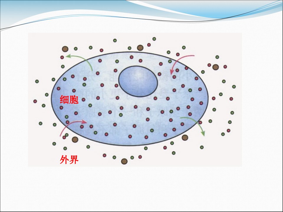 教学课件-细胞的自我维持