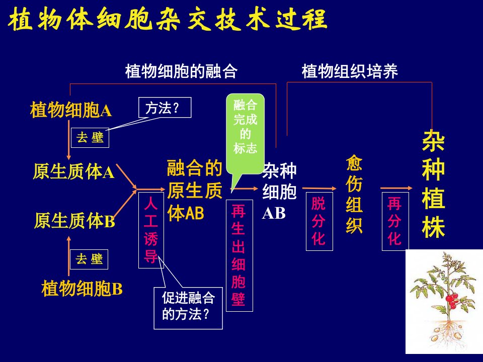 医学专题动物细胞融合与单克隆抗体