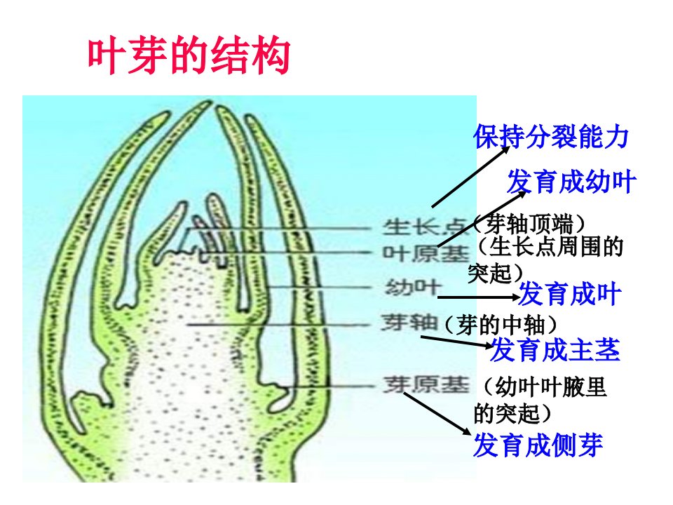 植物生殖器官的生长ppt课件