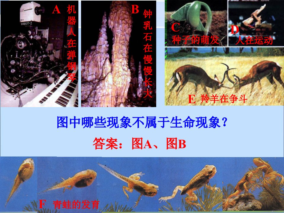 生物与环境的关系ppt