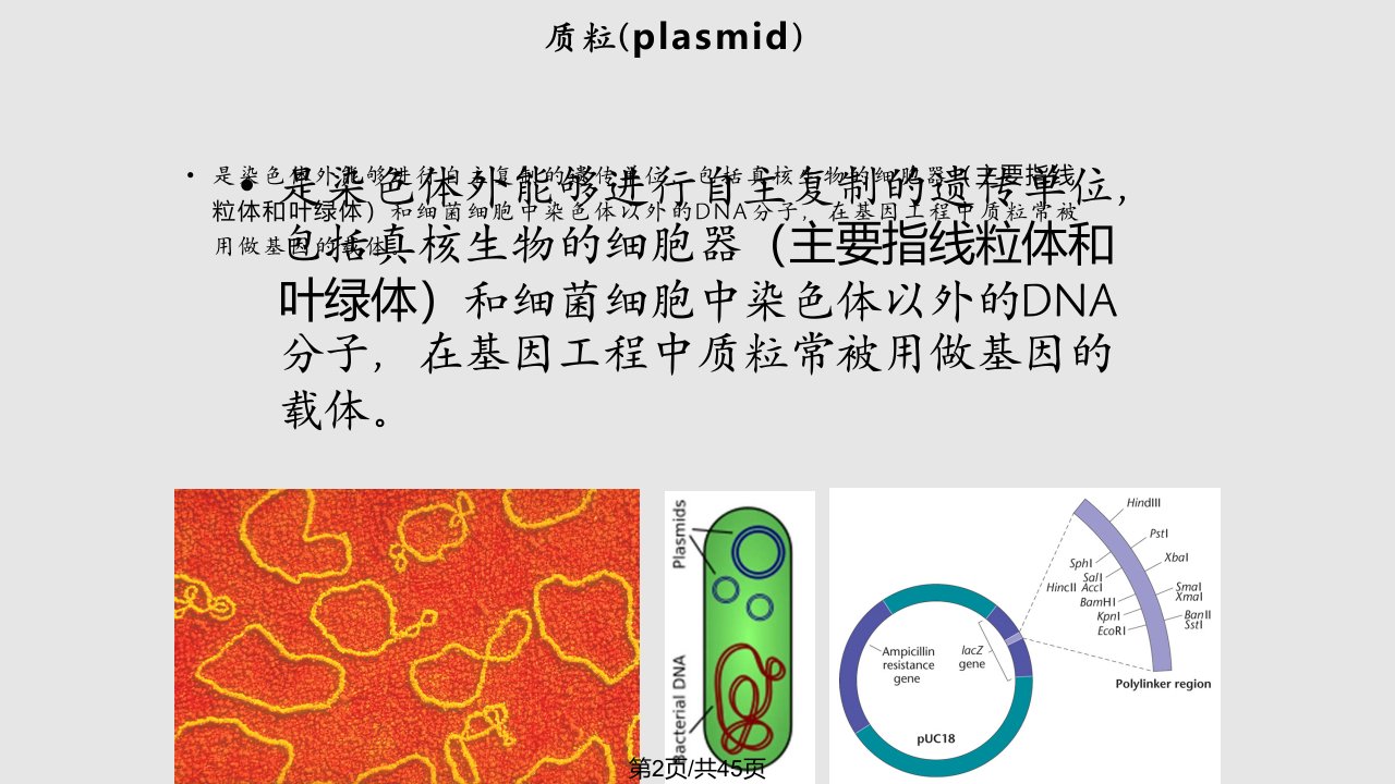 质粒DNA提取和鉴定1